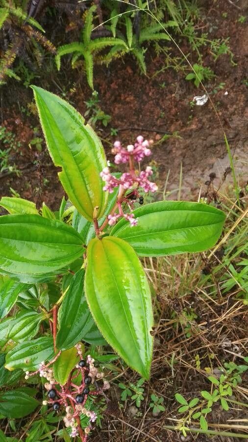 Miconia ciliata flower