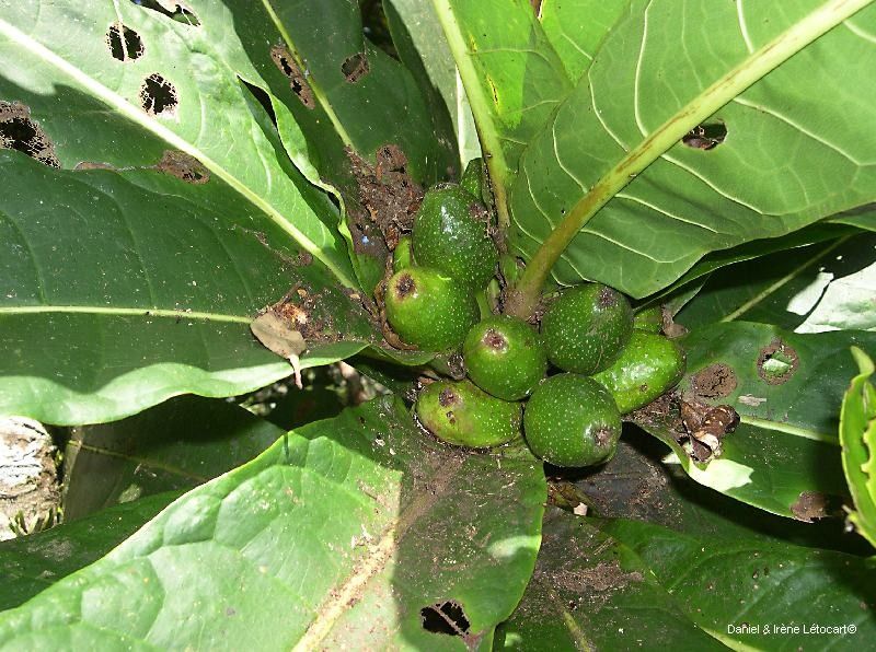 Ficus otophoroides — houseplant care guide