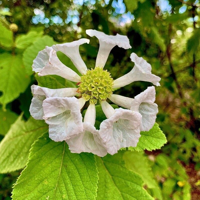 Cordia leucocephala — houseplant care guide