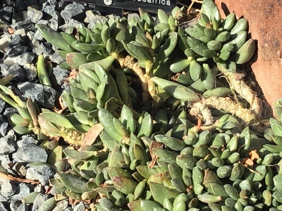 Adromischus schuldtianus leaf