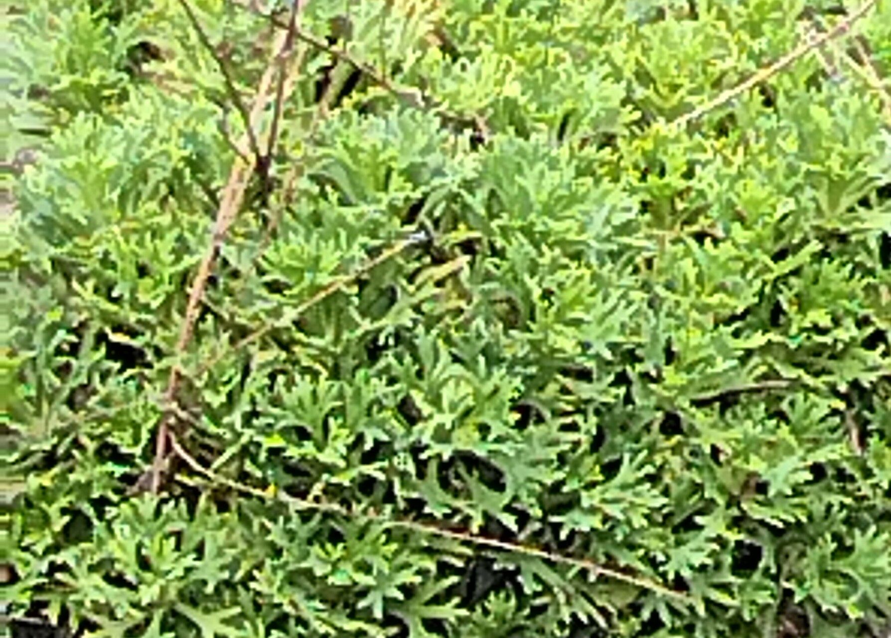 Saxifraga canaliculata leaf