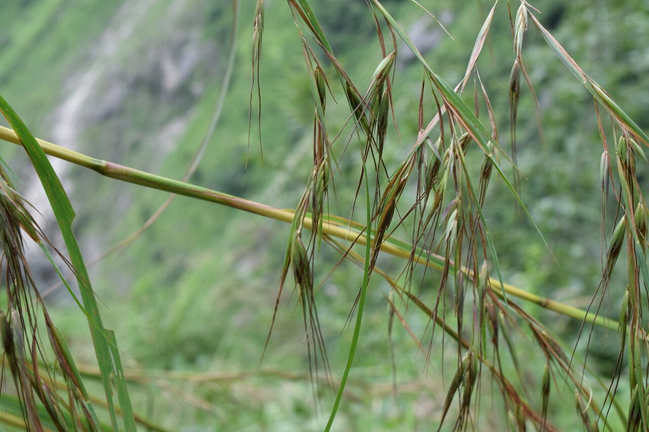 Themeda caudata habit