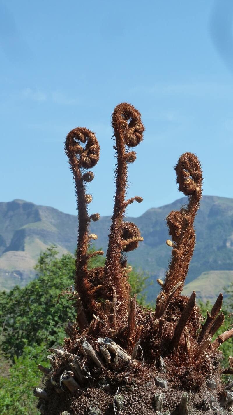 Cyathea glauca — houseplant care guide