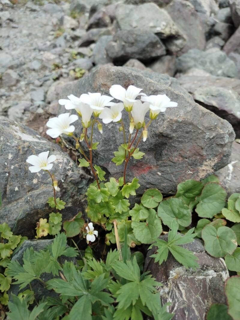 Saxifraga sibirica flower