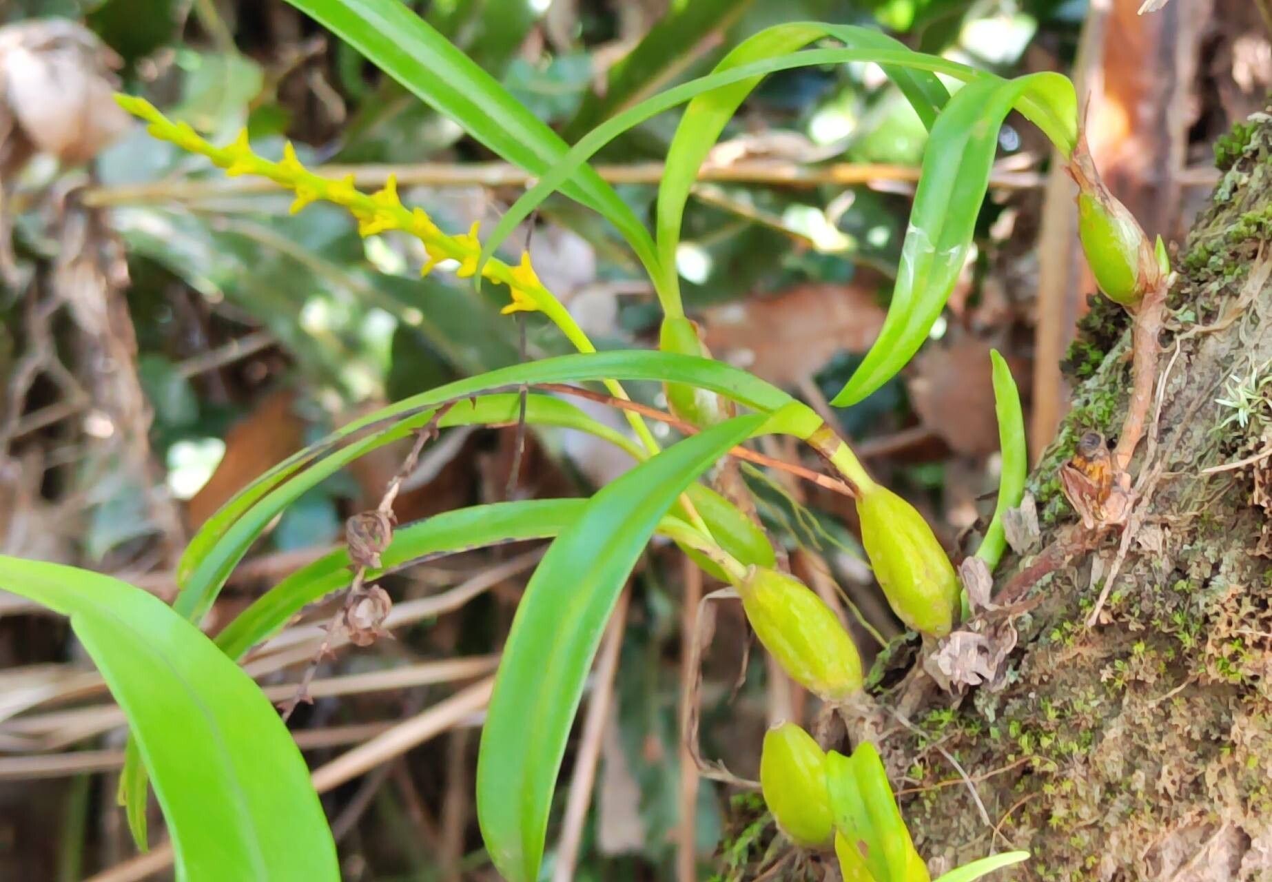 Bulbophyllum coccinatum habit