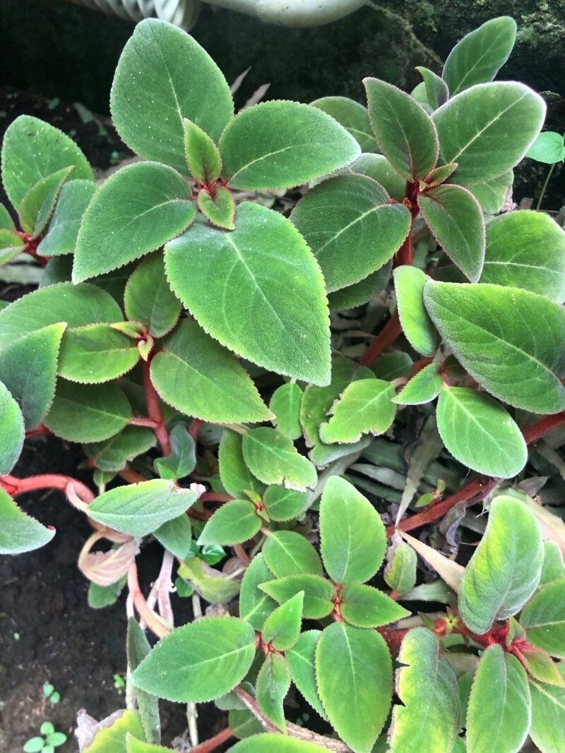 Pearcea abunda — related species from the same genus