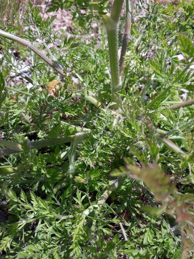 Artemisia atrata — search result for 'Artemisia'