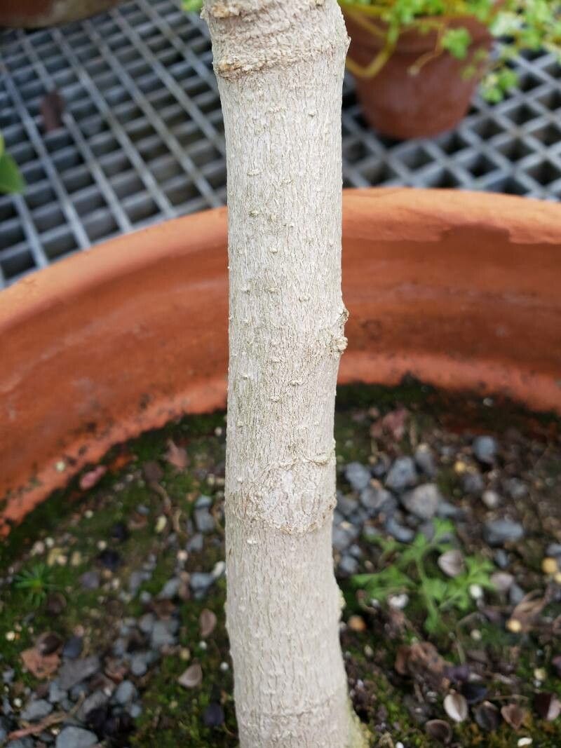 Karomia tettensis bark