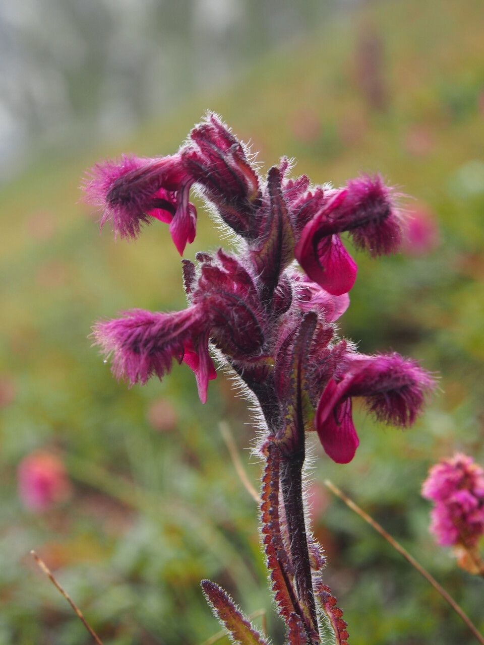 Pedicularis trichoglossa — houseplant care guide