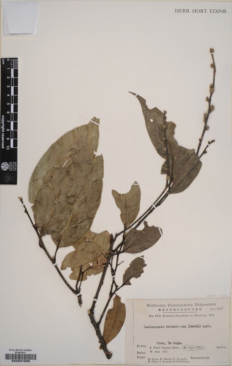 Castanopsis echinocarpa — related species from the same genus