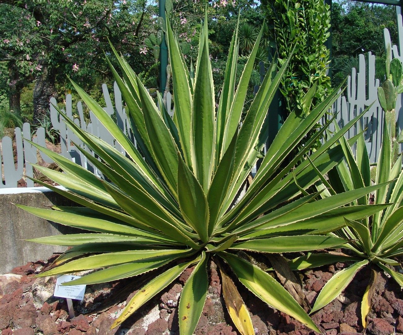 Agave chrysantha habit