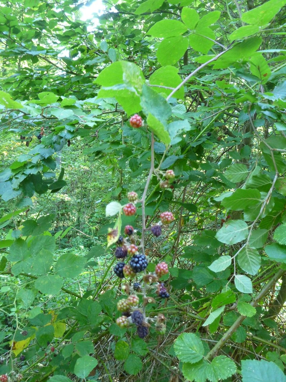 Rubus godronii habit