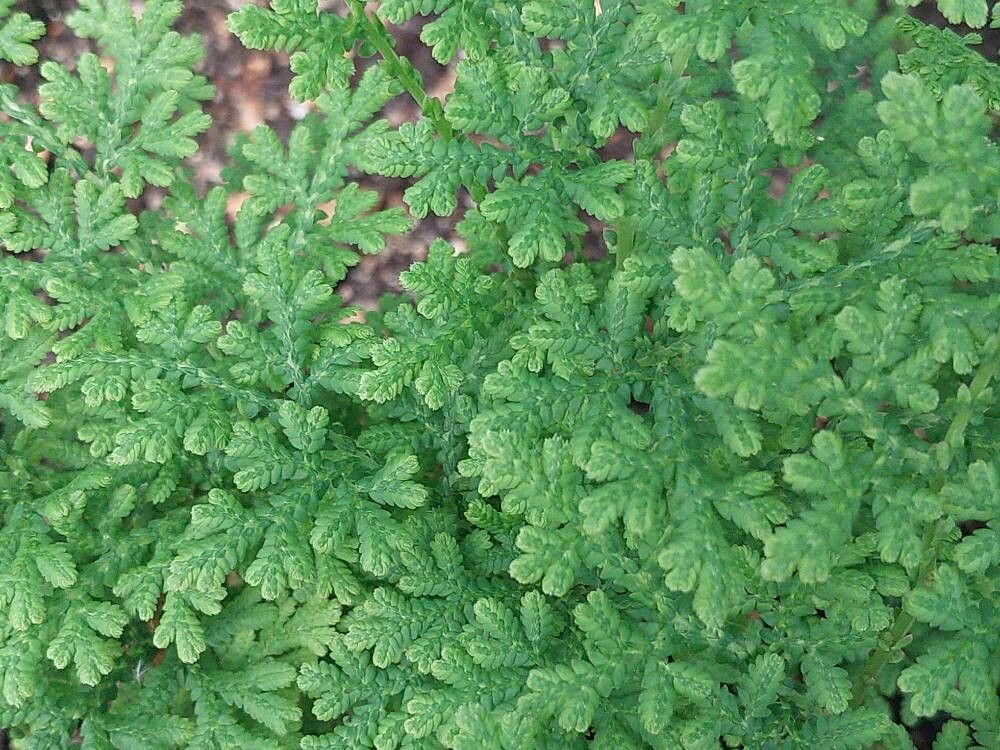 Selaginella braunii leaf
