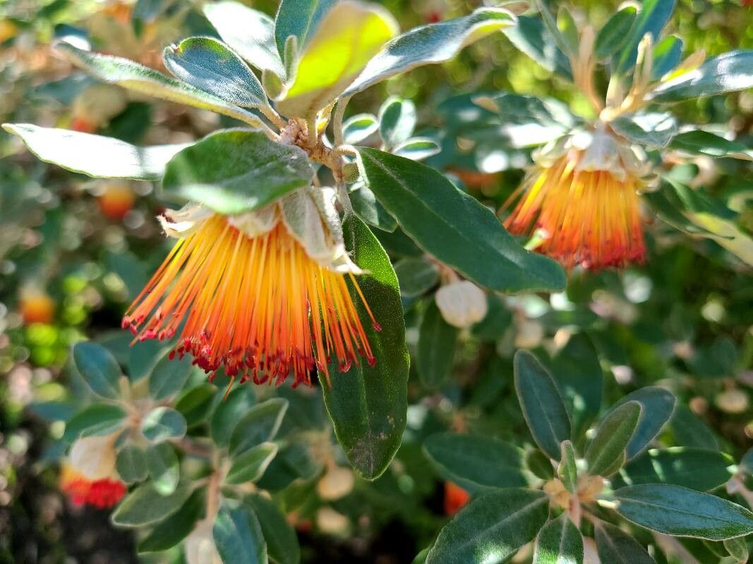 Diplolaena angustifolia flower