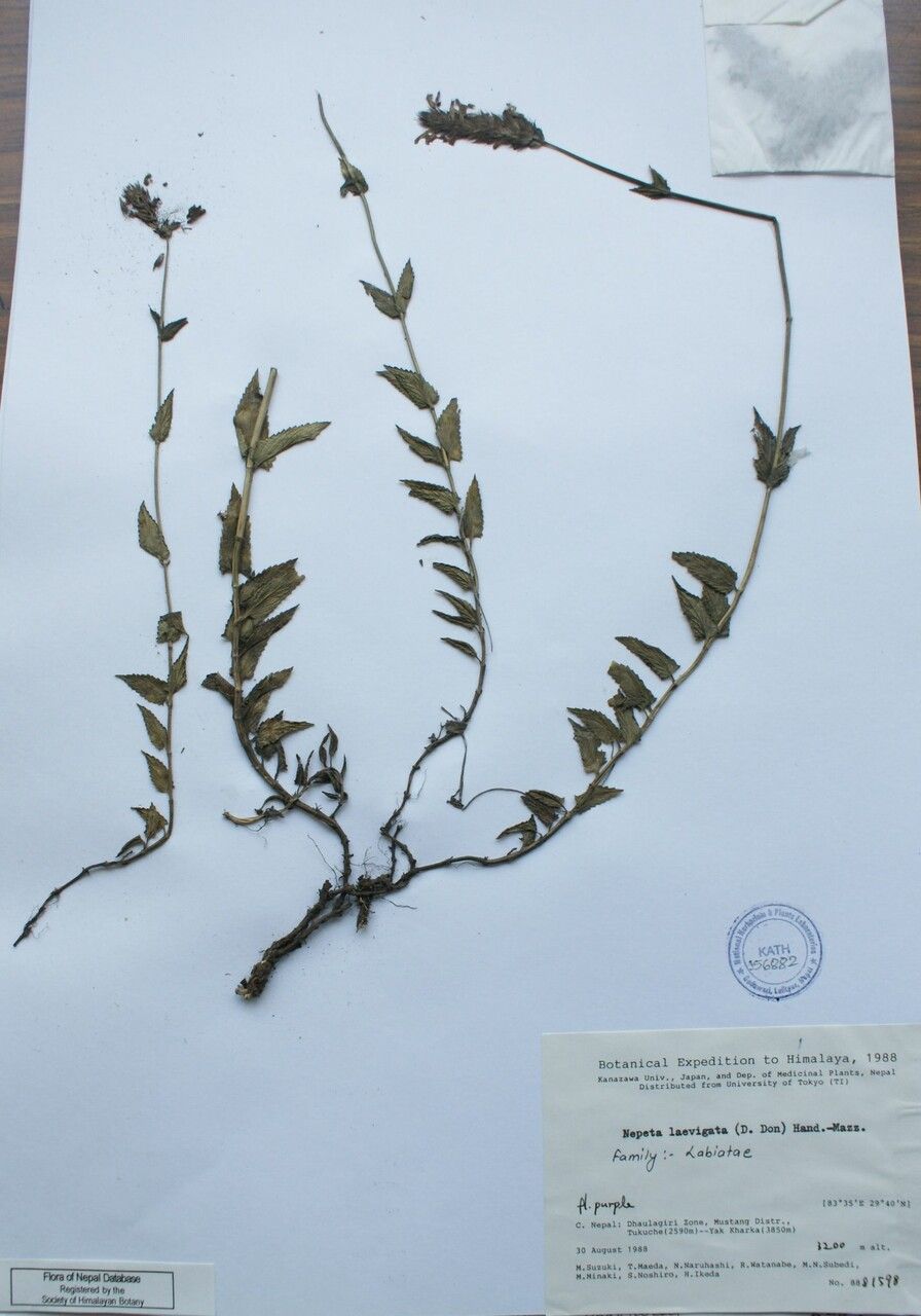 Nepeta laevigata other