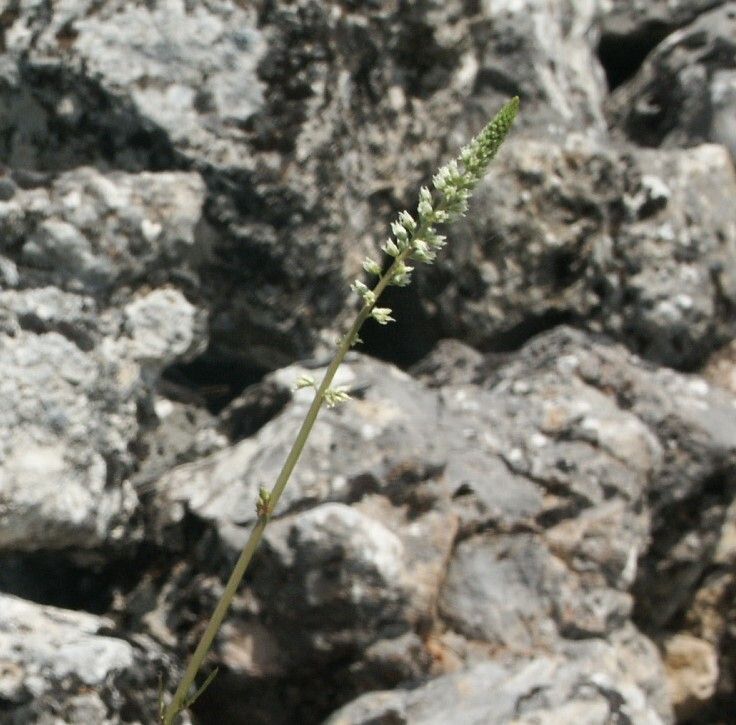 Reseda undata flower