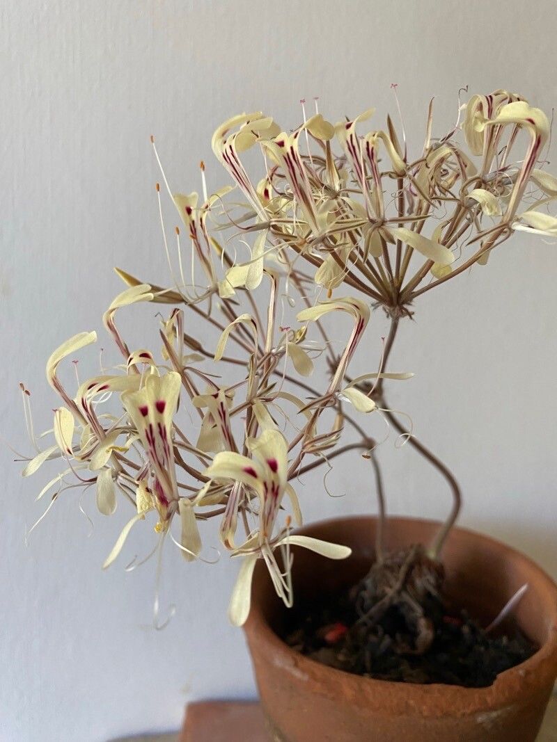 Pelargonium fissifolium — houseplant care guide
