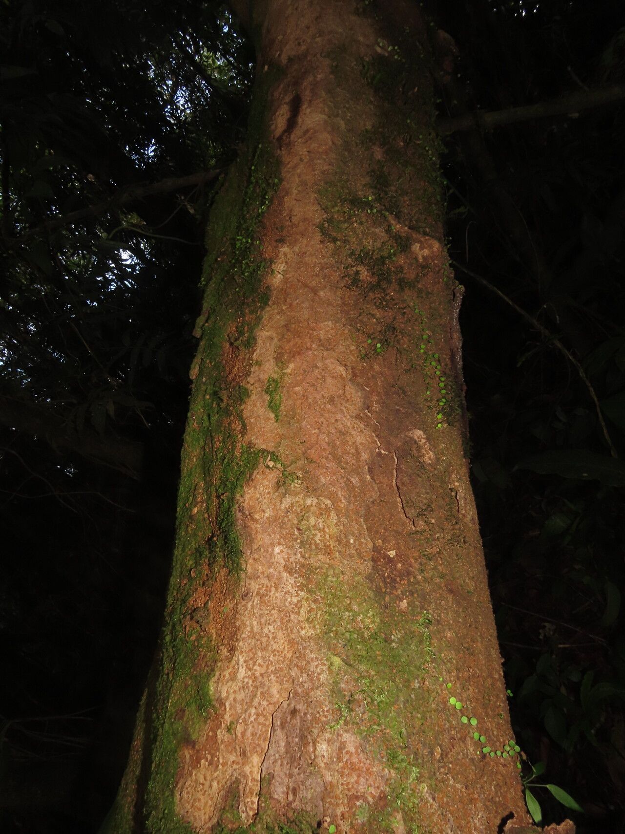 Billia rosea bark