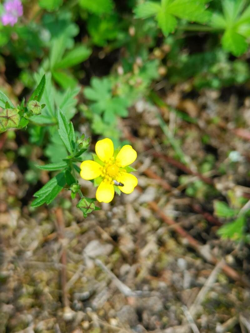 Potentilla × collina flower