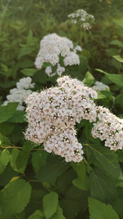 Spiraea media flower