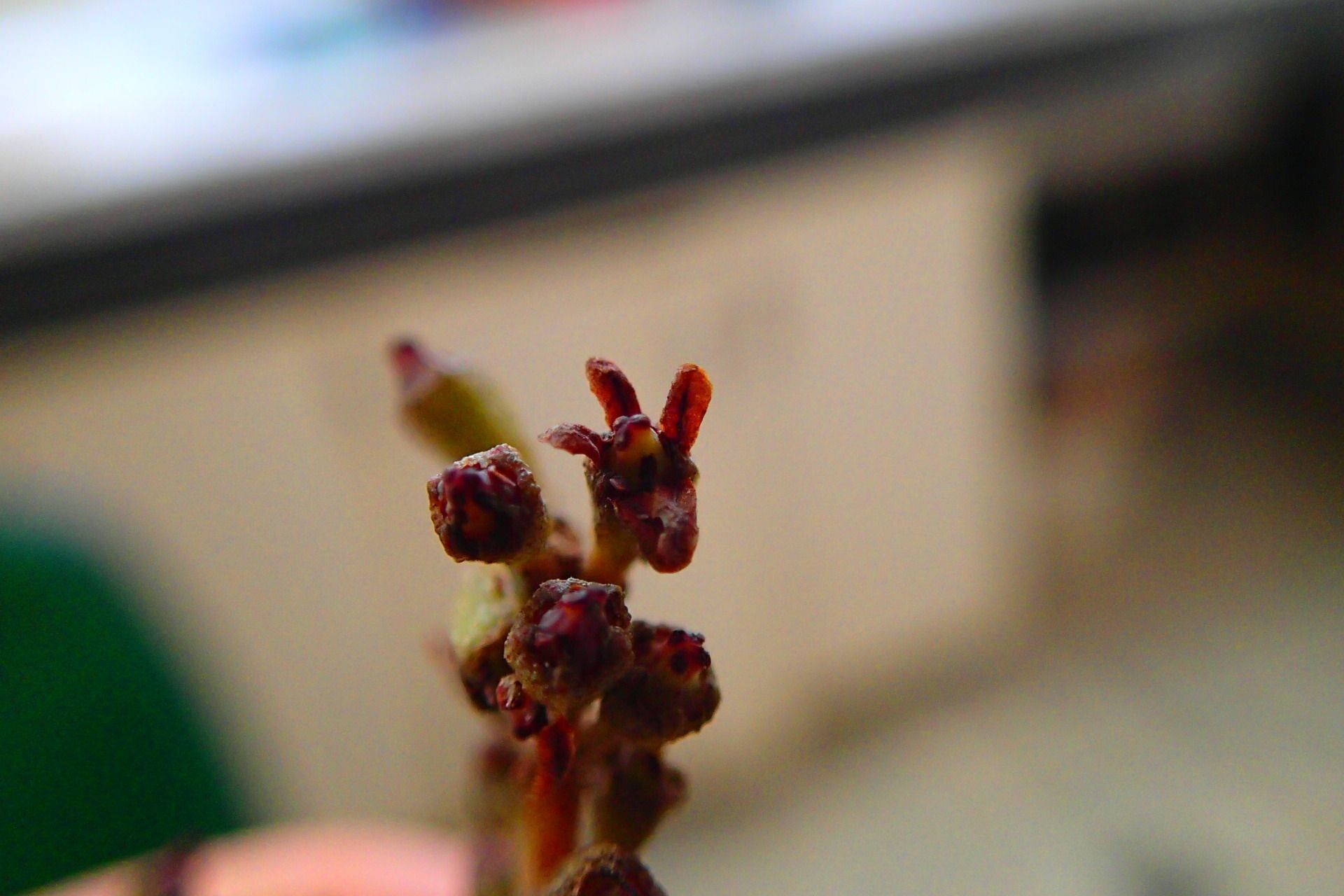 Quintinia oreophila fruit