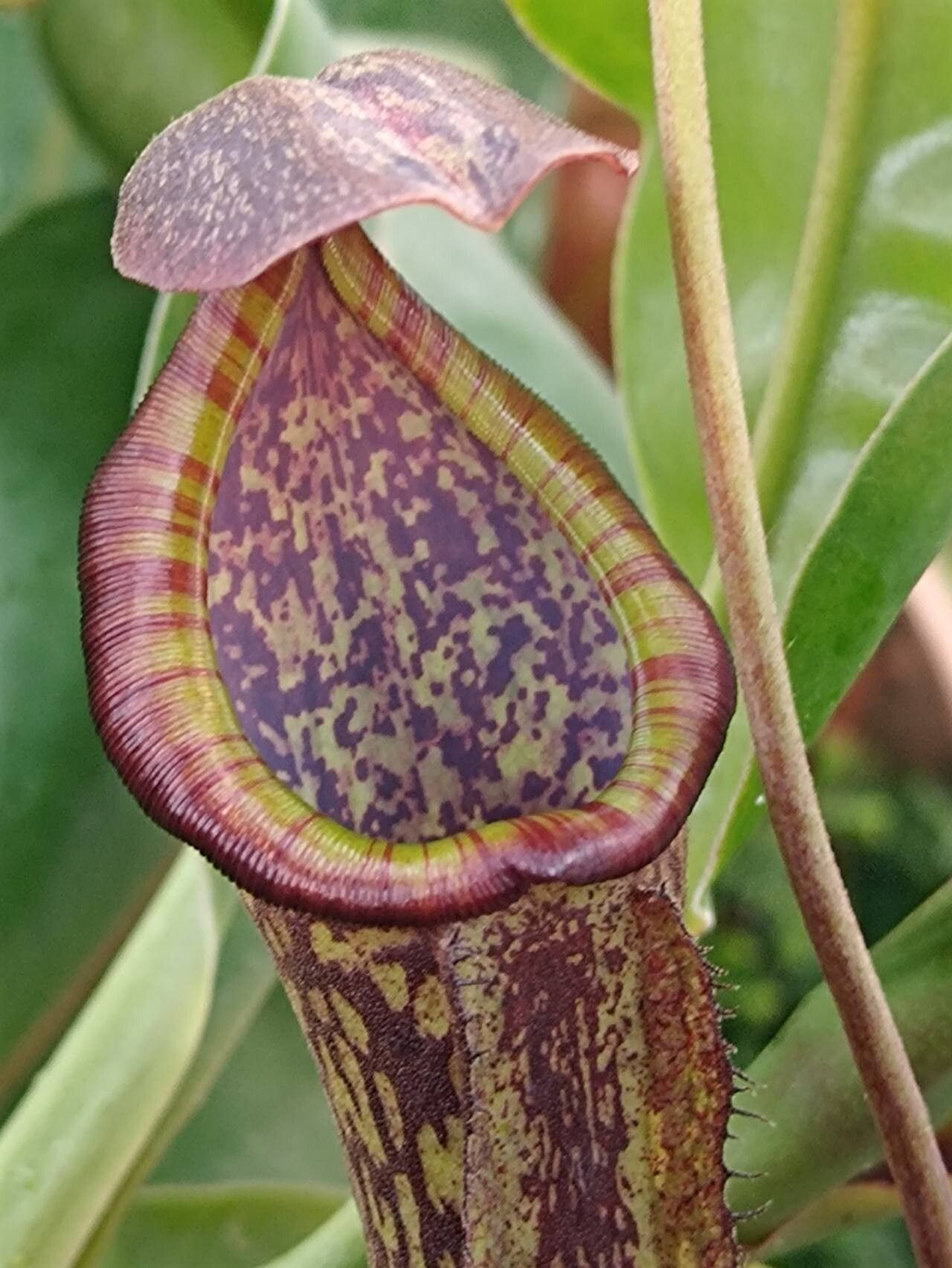 Nepenthes boschiana leaf