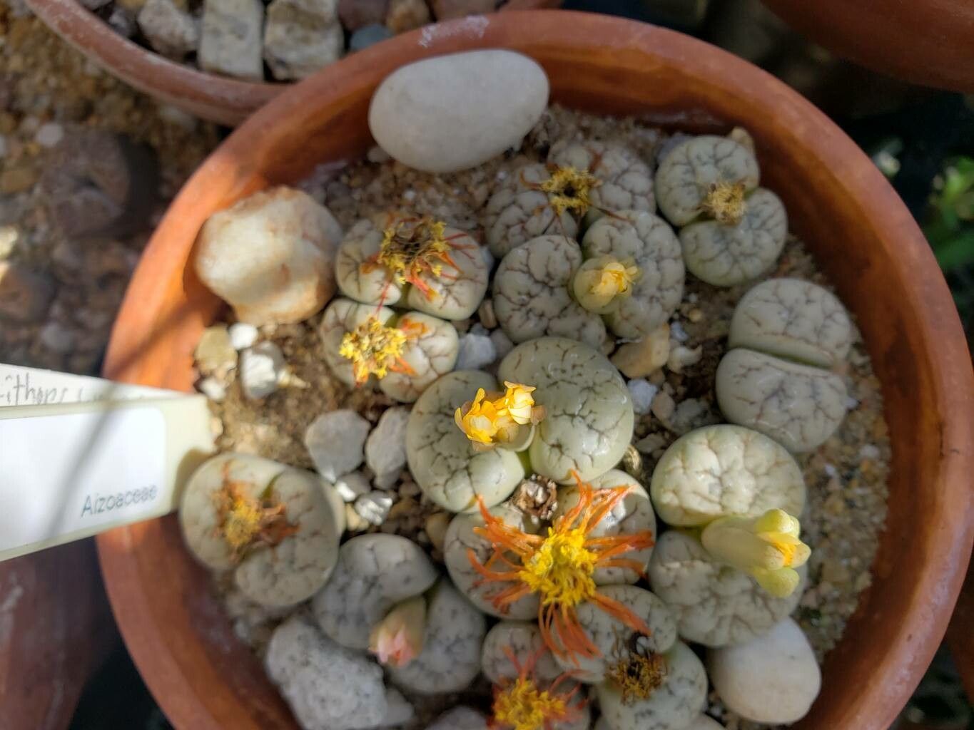 Lithops werneri habit