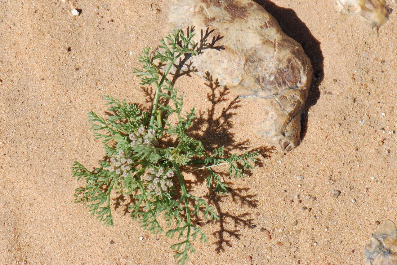 Ammodaucus leucotrichus leaf