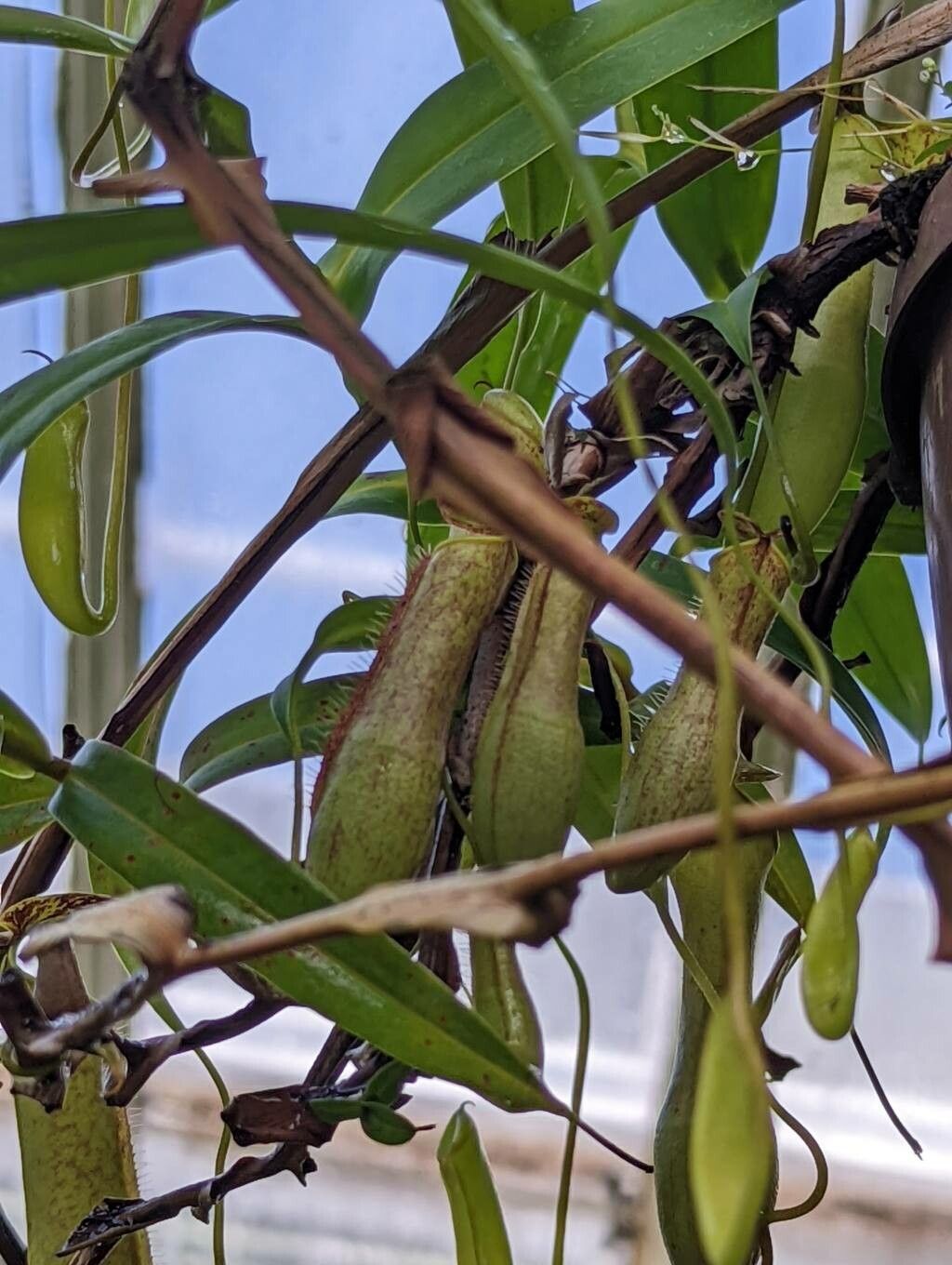Nepenthes gracilis leaf