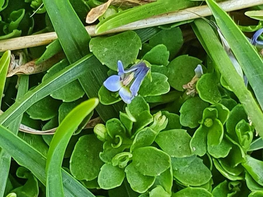 Lobelia duriprati leaf