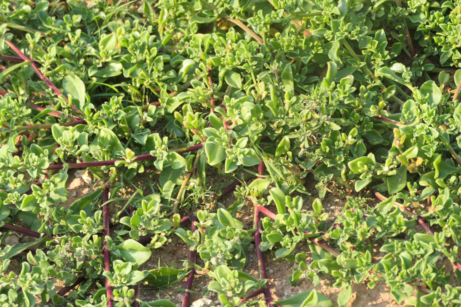 Mesembryanthemum aitonis