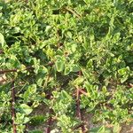 Mesembryanthemum aitonis