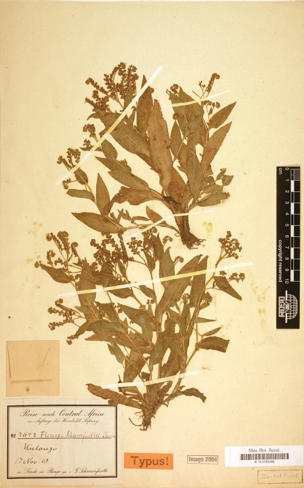 Floscopa schweinfurthii — houseplant care guide