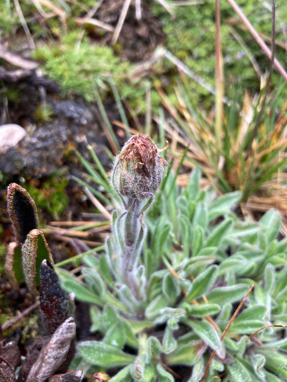 Erigeron chionophilus flower