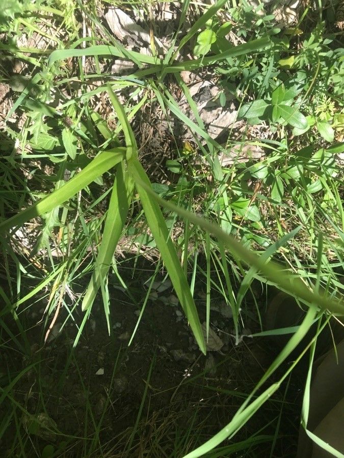 Gymnadenia densiflora leaf