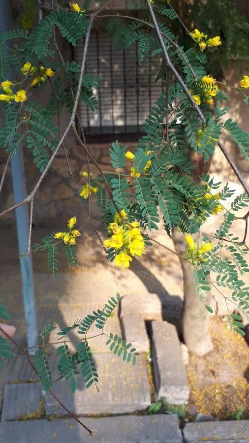 Caesalpinia paraguariensis — search result for 'Caesalpinia'