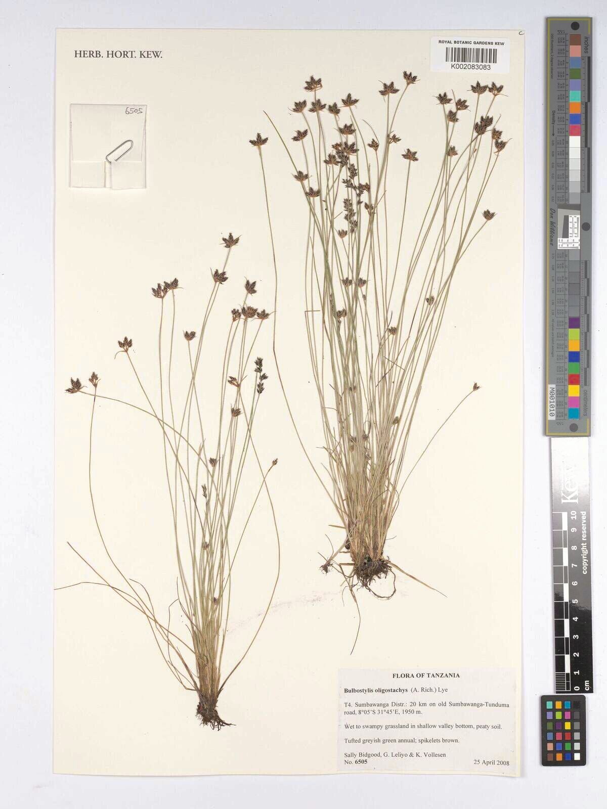 Bulbostylis oligostachys — houseplant care guide