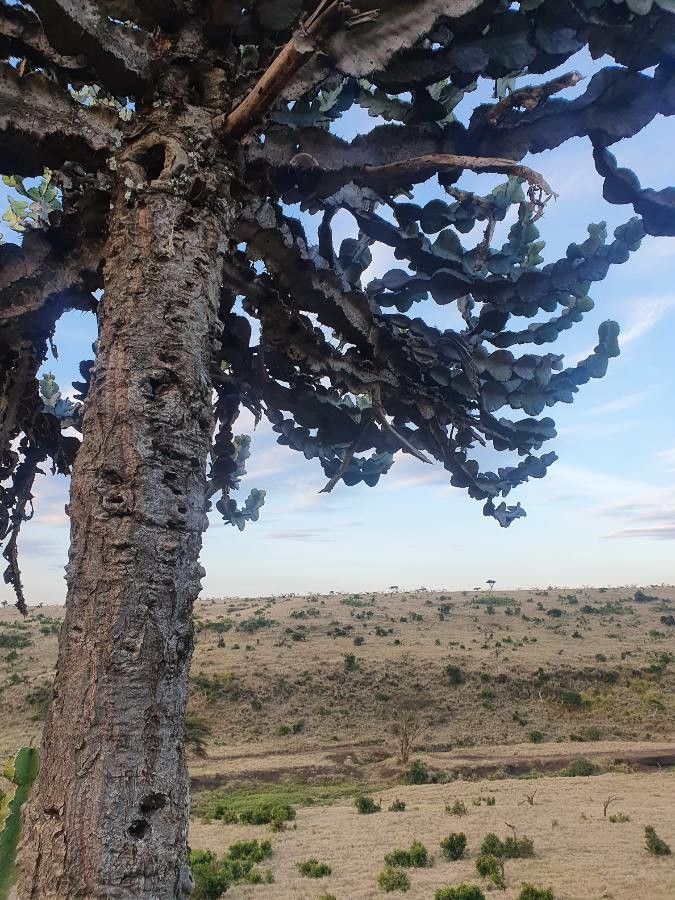 Euphorbia bussei bark