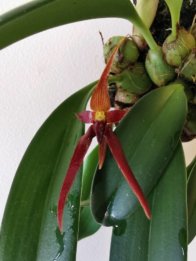 Bulbophyllum nymphopolitanum flower