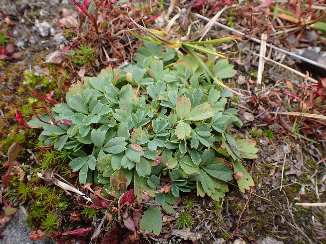 Sibbaldia procumbens habit