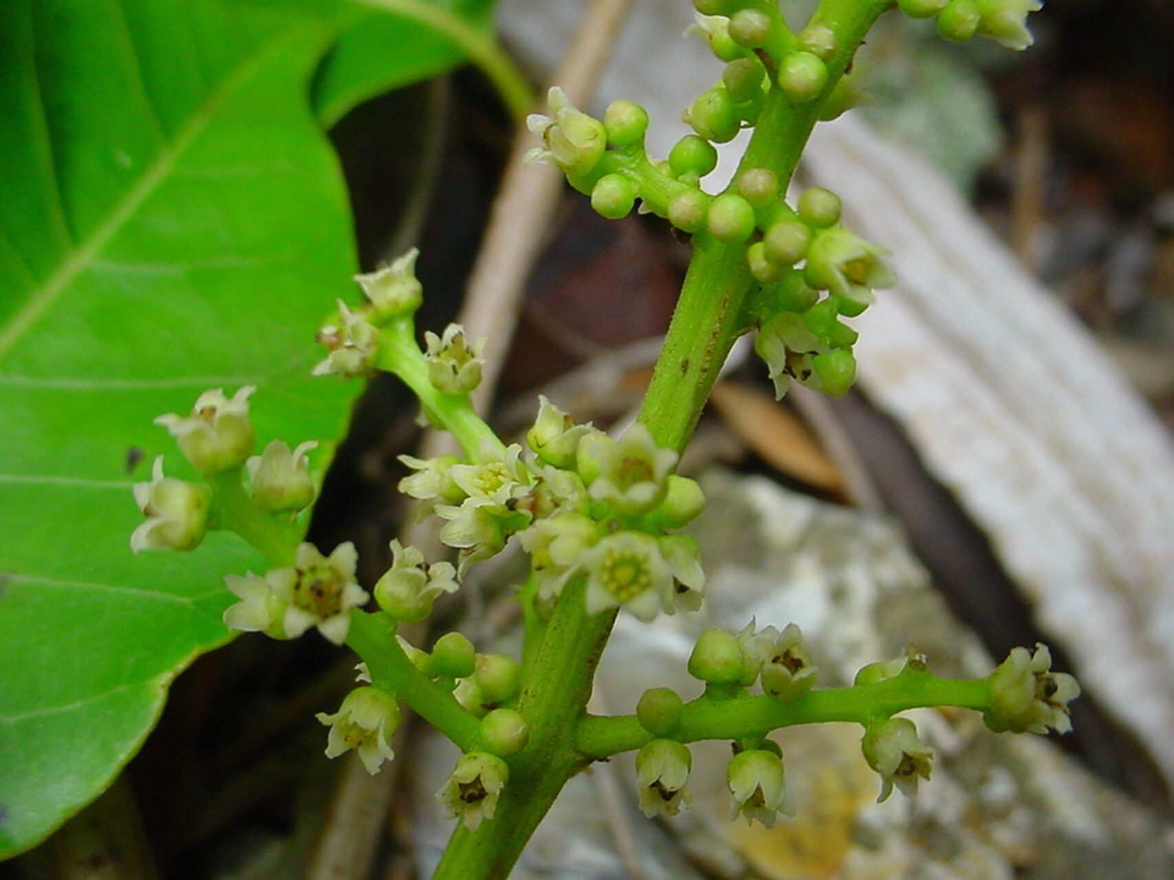 Euroschinus obtusifolius — related species from the same genus
