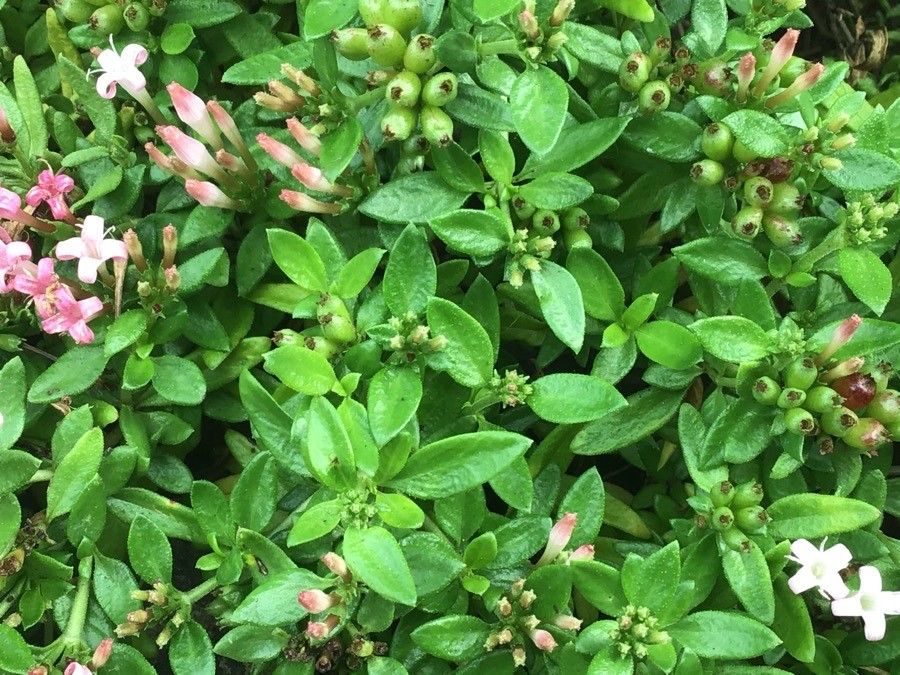 Plocama calabrica — related species from the same genus