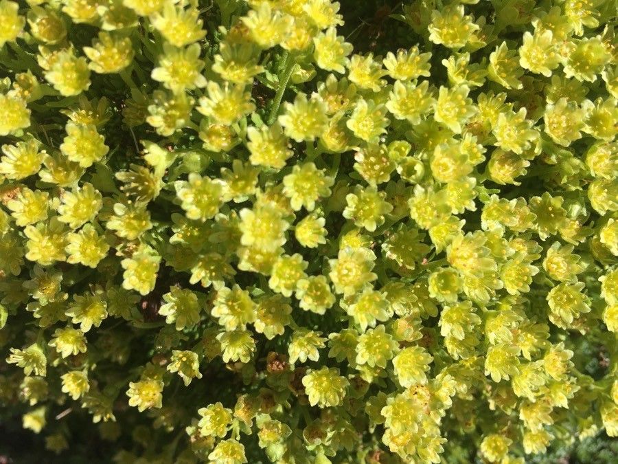 Saxifraga aphylla flower