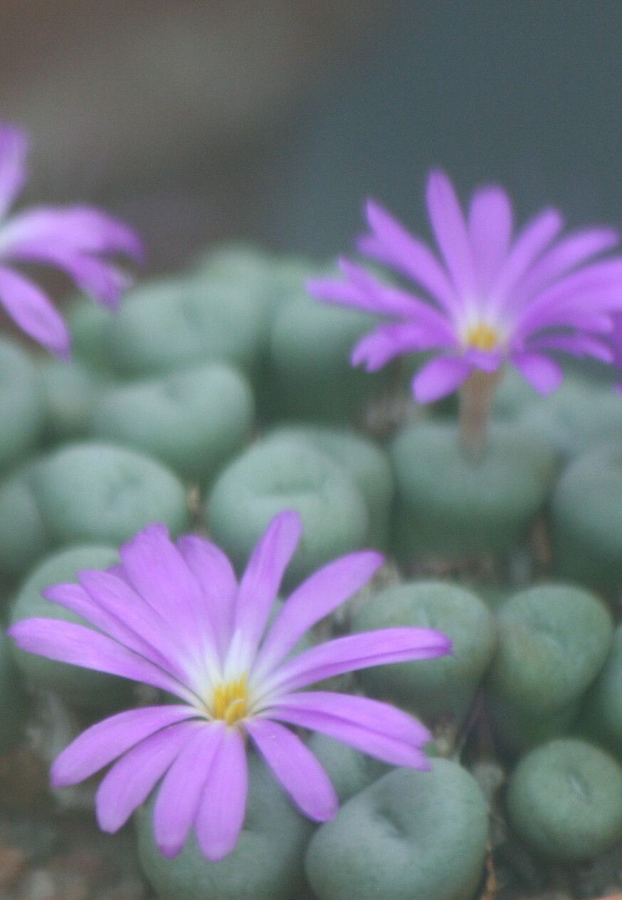 Conophytum minutum — houseplant care guide