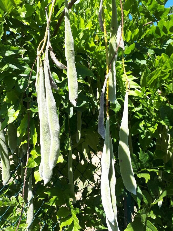 Mucuna pruriens fruit