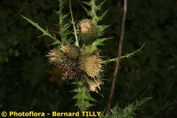 Cirsium x variegatum fruit