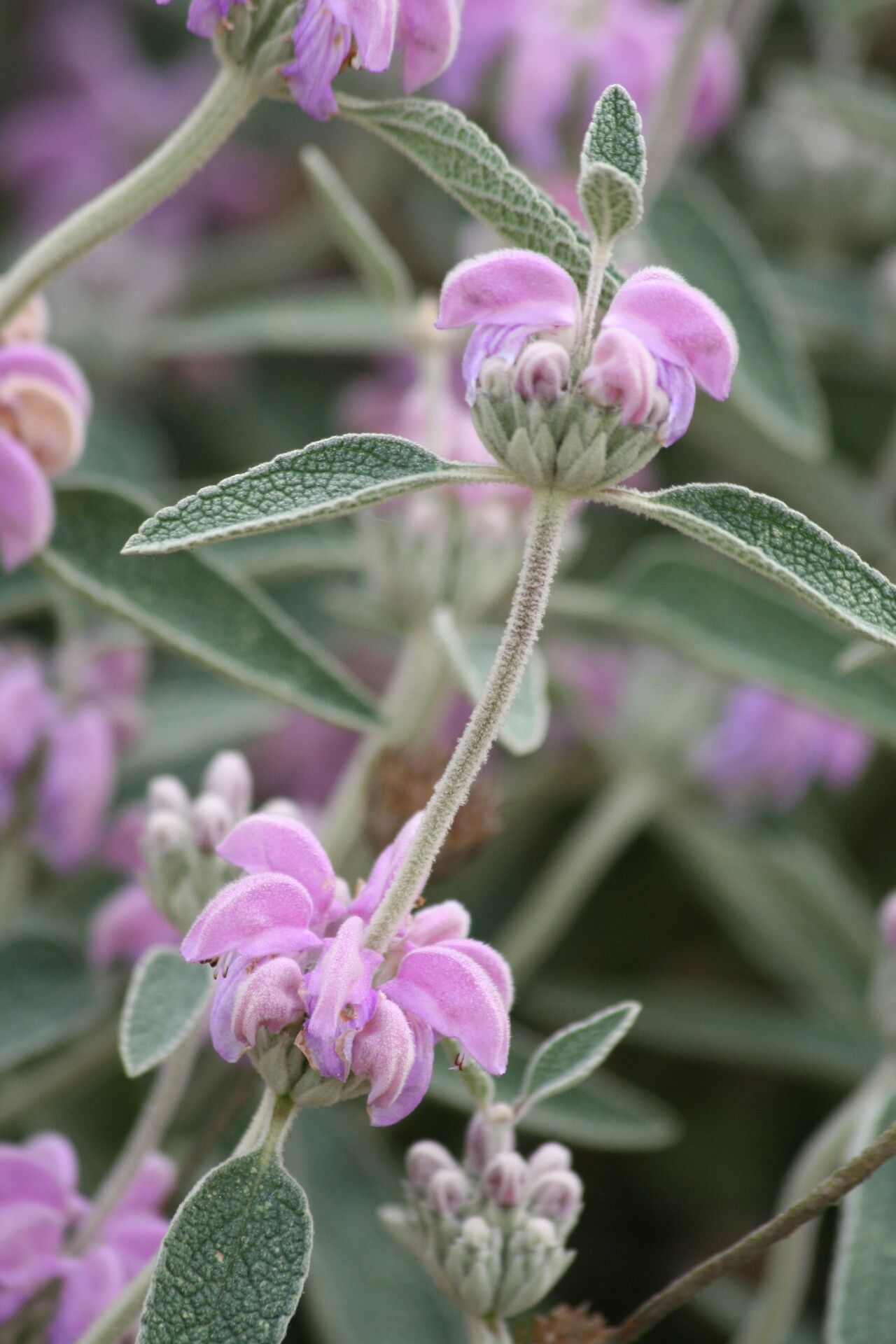 Phlomis italica flower