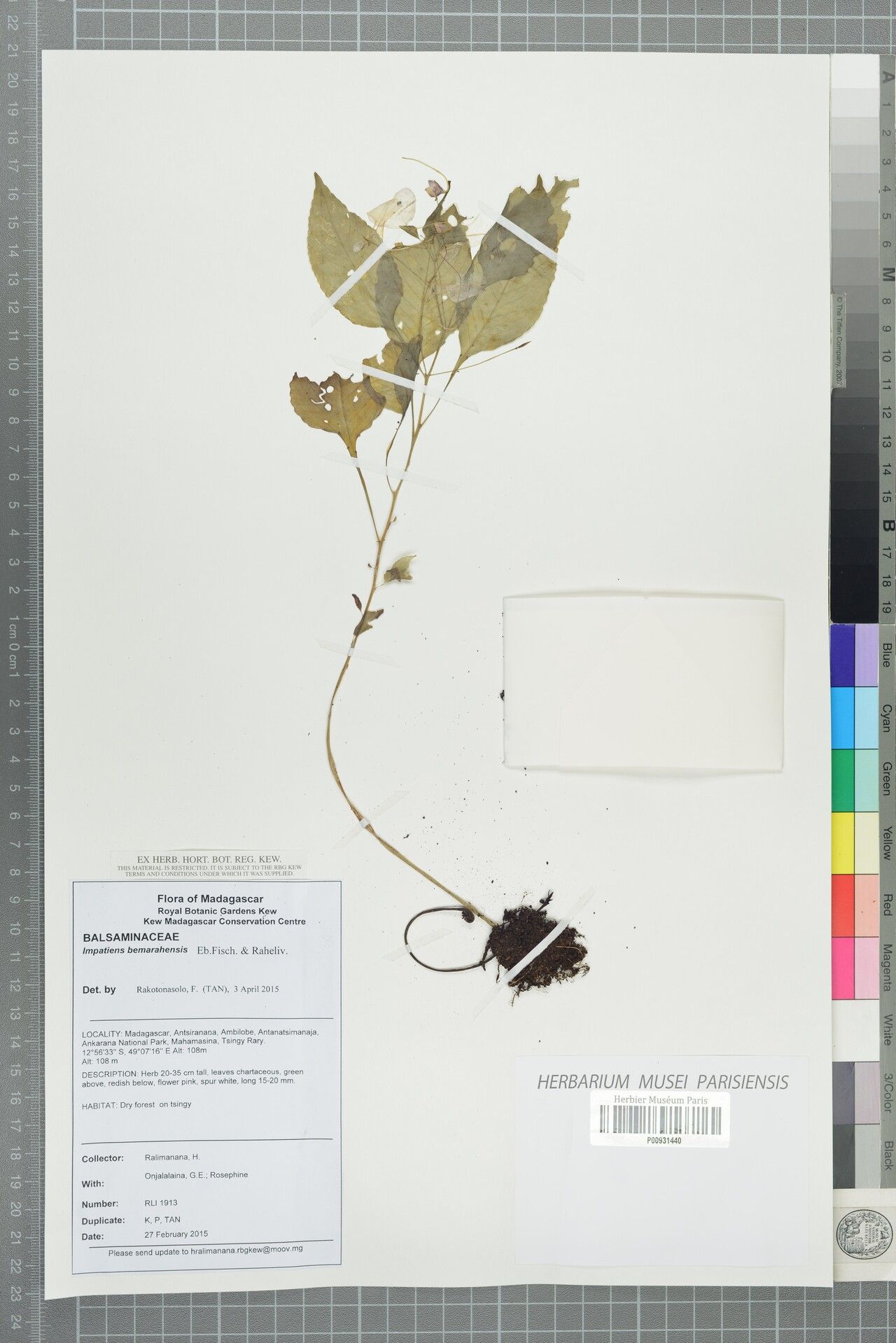 Impatiens bemarahensis — houseplant care guide