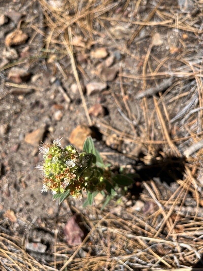 Phacelia hastata flower