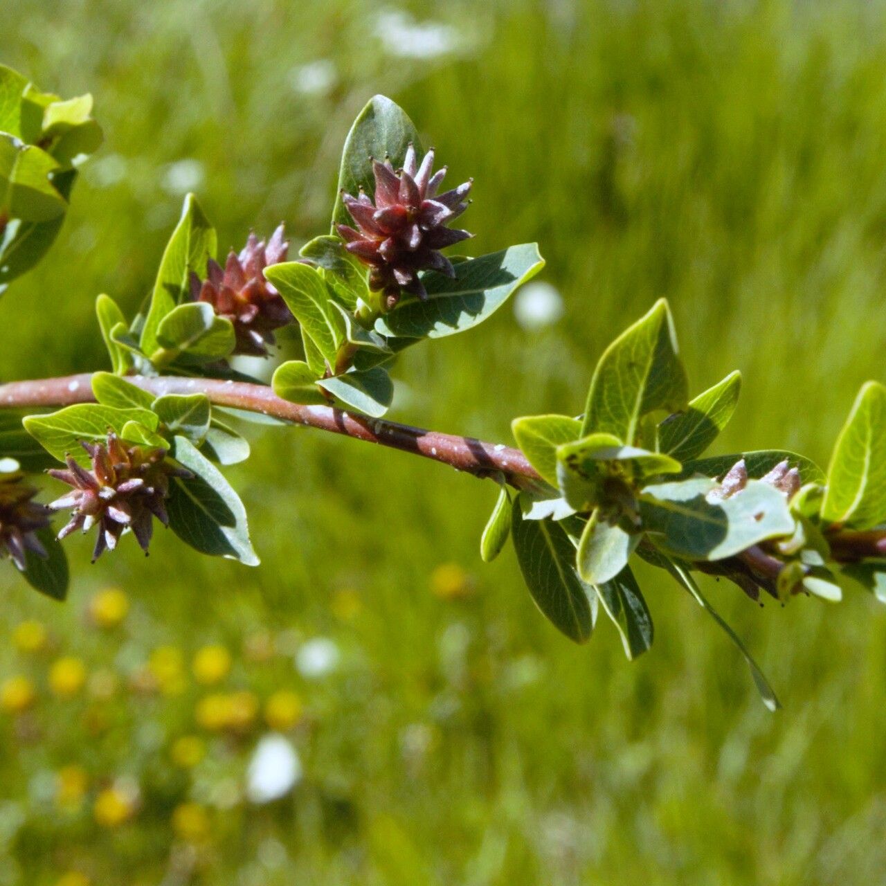 Salix caesia fruit
